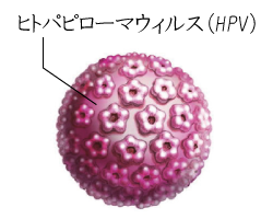 ヒトパピローマウィルス（HPV）